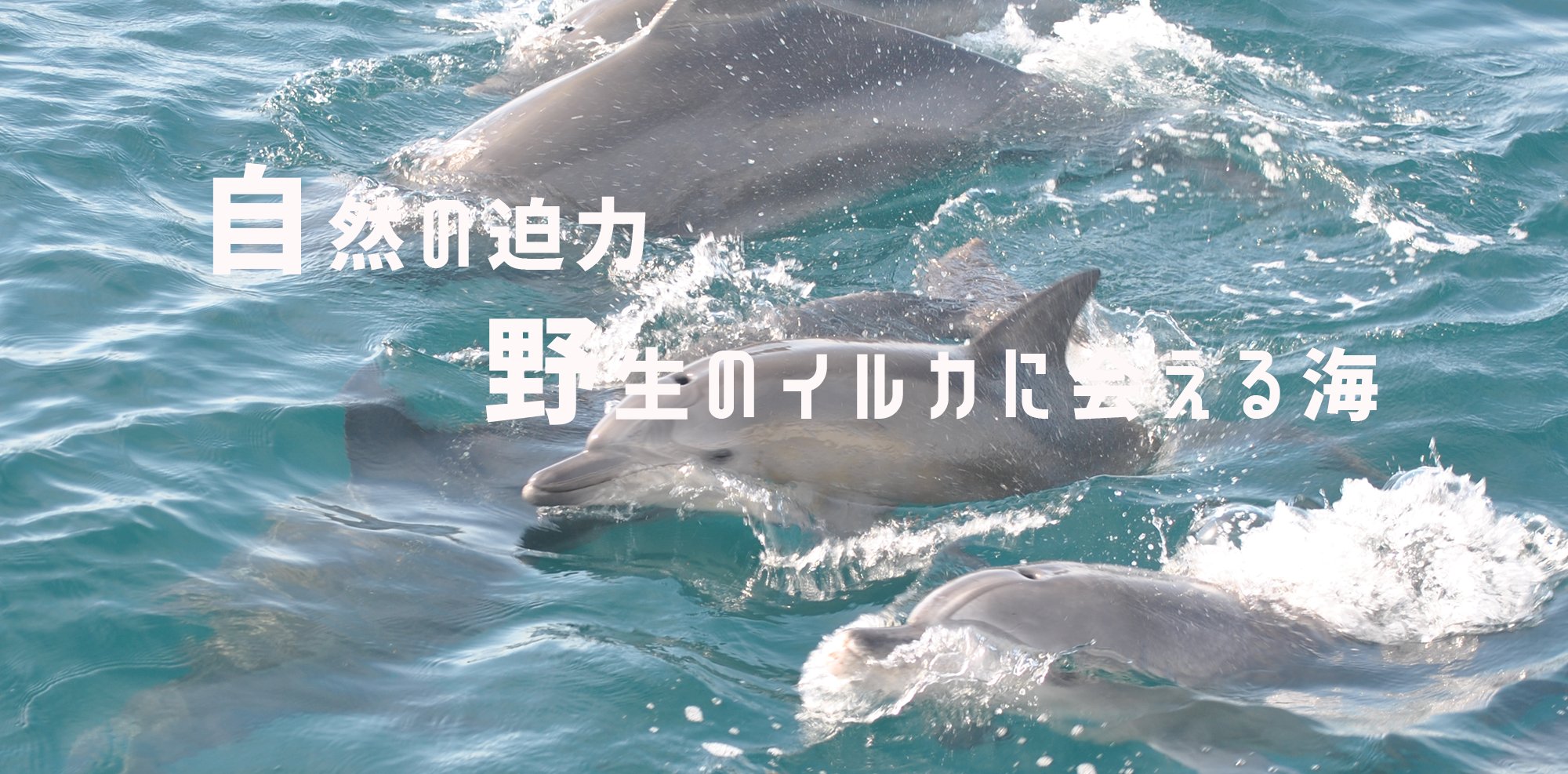 🐬 야생 돌고래 해상공원(이루카 마린 월드) 이미지 1